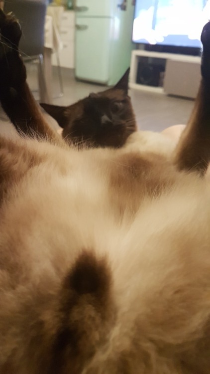 Different point of Siamese-view