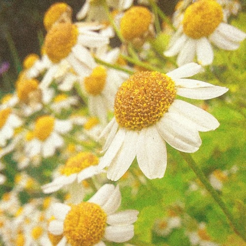 a picture of some daisys at an angle on a sunny day