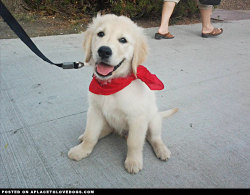 Aplacetolovedogs:  Hi! My Name Is Jake And I’m Gonna Grow Up To Be A Therapy Dog!