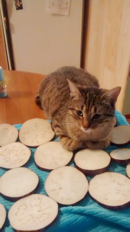 I think I will cook something else tonight. Kiwi the cat decided to lay on my eggplants.