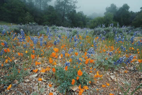 hannaoliviaway: mountain blooms