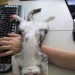 catasters:
