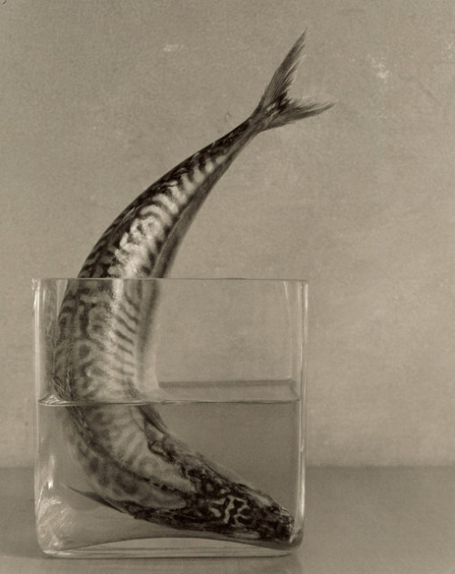 Fish in Vase - 1994 - Robert Maxwell