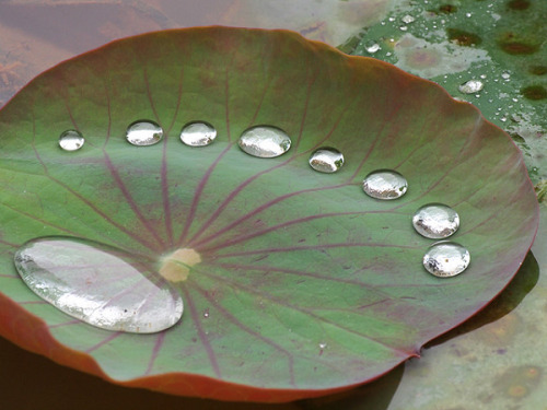 lootbox:  Rain Drops on Lotus Leaf