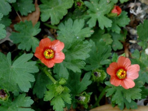 Creeping Mallow Modiola caroliniana
This herb is commonly found in cures used across the American South, but especially in literature about Cajun remedies. A handful of the shredded leaves was soaked in a quart of water for several hours, then...