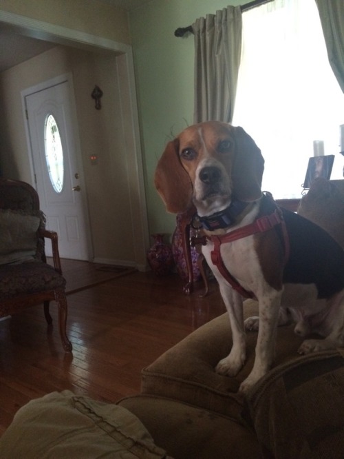 The cutest beagle you will ever meet. Allow me to introduce you to benji. 