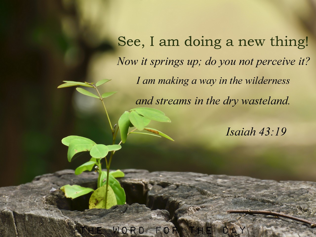 The Word For The Day See I Am Doing A New Thing Isaiah 43 19 God the-word-for-the-day-see-i-am-doing-a-new-thing-isaiah-43-19-god
