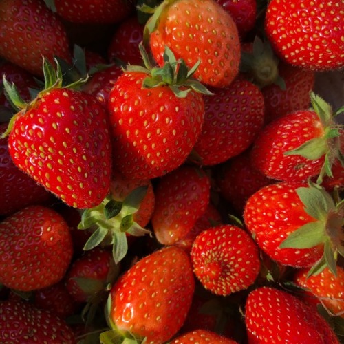 purrfectpeach: First strawberries from my garden✨