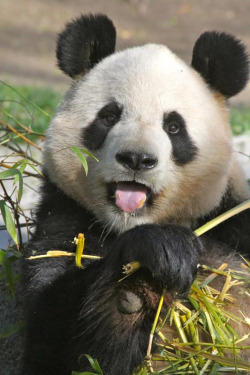 giantpandaphotos:  Bing Xing at Zoo Madrid on April 5, 2013. © Jeroen Jacobs. 