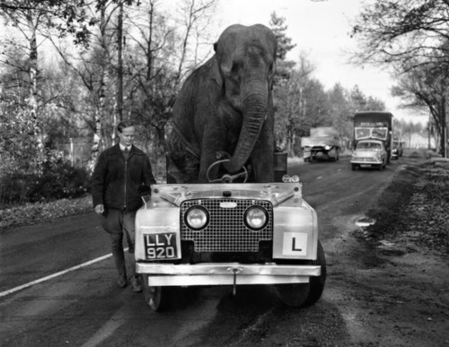 ‘Kam’, an elephant from Bertram Mills circus 'drives’ a Land Rover along a road during training for the Christmas Show, November 1959.