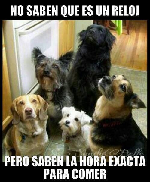 GAMESYWEAS .:VIDEOJUEGOS Y WEAS:.