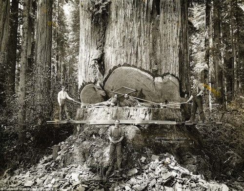 AW Ericson - Humboldt County, Californie, 1915.