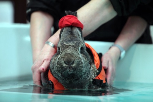 abtumhihoe:  hoodjab:  little-veganite:  mayoroffuckstickjunction:  thecuteoftheday:  Heidi the rabbit! Heidi has arthritis in her knees and hips so to help with the pain, she swims a few times a week! Sometimes she wears a scrunchie on her ears so that