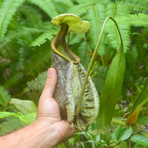 Nepenthes Rafflesiana | Lower Pitcher &hellip; ? #carnivorousplants #sabah #malaysia #borneo #ne