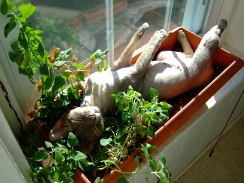 Sex catsbeaversandducks:  The Sunbeam Has Claimed pictures