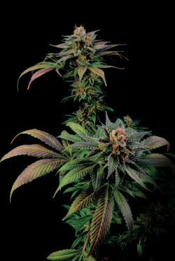 cannaweed420:  Tired of paying for your weed ? - Click here 