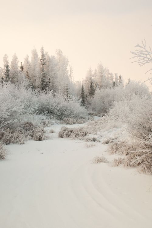 jeanpolfus:A frosted streambed just behind our office in Tulit’a, Northwest Territories, Canad