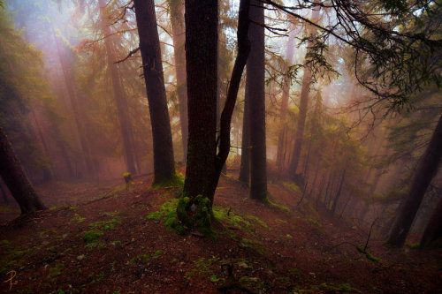 phoenixfeatherxlight:The Other Side Of The Mirror©Andrea Effulge Facebook / DeviantArt / 500px