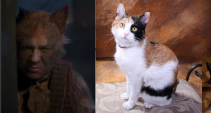 Cats 2019 As Real Cats Cause Why Not.part 3 The Toms