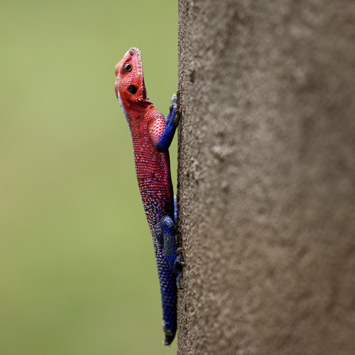 SPIDER-MAN AGAMA(Agama mwanzae)Achim, 2011. “Verticolours” Masai Mara National Reserve, KenyaI doubt