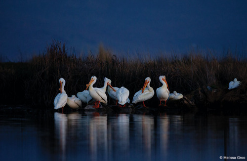  A pod of American white pelicans settles into its roosting spot, Bear River Migratory Bird Refuge, 