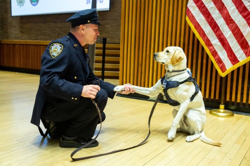 NYPD Detective Ronald Thomas plays with Piper, one of two new therapy dogs assigned to help officers