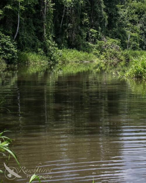 rawhitiroa:  Lake fishing  When we came through the bush we dropped the #canoe back into the water a