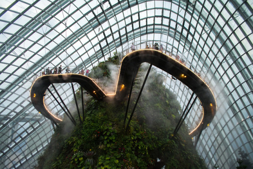 cloudforest