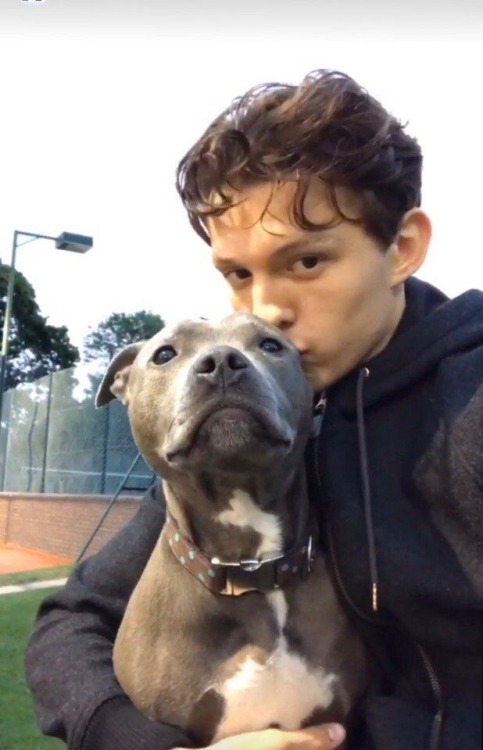 actorsandcanines: Tom Holland