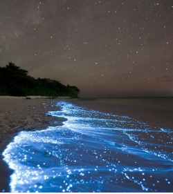 faerietradition:  This is an image of bioluminescent