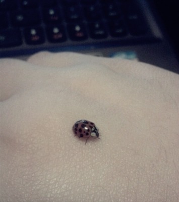 fakedean:  fakedean:  fakedean:  a ladybug is walking on my hand and it keeps biting
