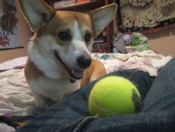 ladylondonthecorgi:  “Mum, video games