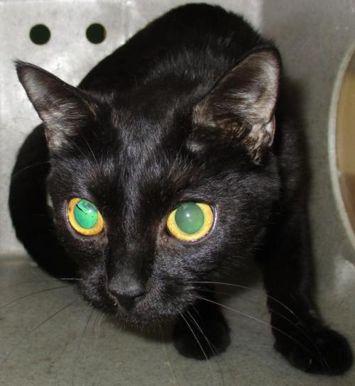 [image description: A black cat in a kennel, hunched over and leaning forward looking past the camer