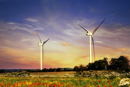 Beautiful brilliant sunset across wind turbines above a field of wildflowers, from my work with “Bus