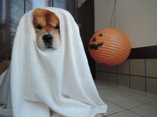 chow29dora:  Happy Halloween 2015! 不要なシーツに穴を開けただけの超エコな仮装。ちなみに開けた穴の大きさは、吸い物椀サイズ也(笑)おばけポーズを捉えた１枚目の写真は、偶然撮れた奇跡の１枚です(*´˘`*)♡