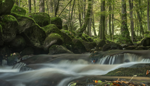 Fairytale Forest by Guido