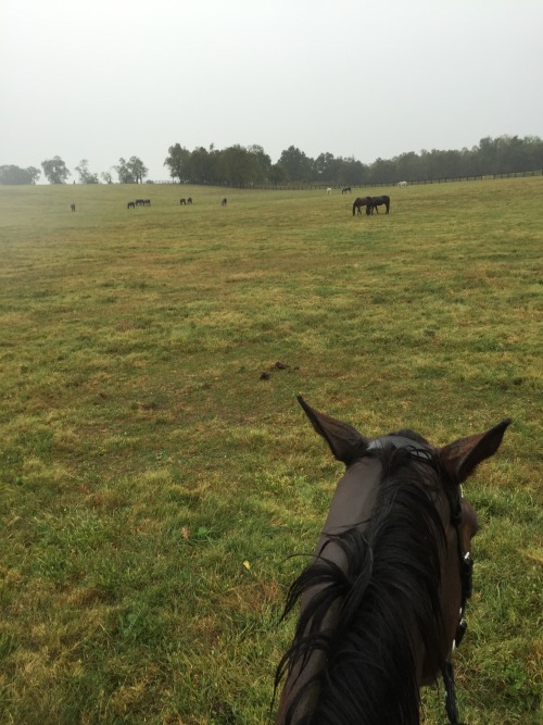 Winn didn’t enjoy trot sets in the rain