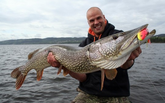 mehofkirkwall:  onionowlwatchingu:  mehofkirkwall:  jewishzevran:  mehofkirkwall:  I’m watching River Monsters again and he’s in Alaska. I’ve seen this ep so i know he’s going to end up looking at Sturgion, but first he was looking at Pike and