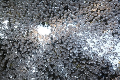 itscolossal:  Rainwater Collecting Installation by John Grade Dazzles Like an Outdoor Chandelier