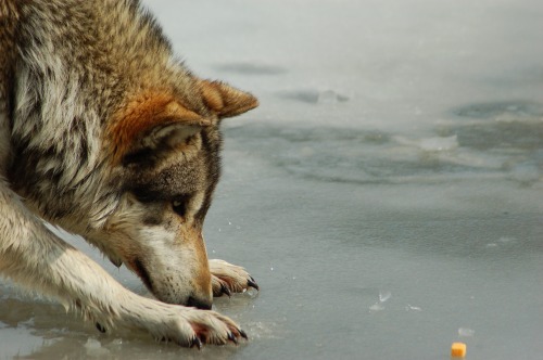 w-o-l-f&ndash;g-i-r-l:Wolf on Ice byTammy