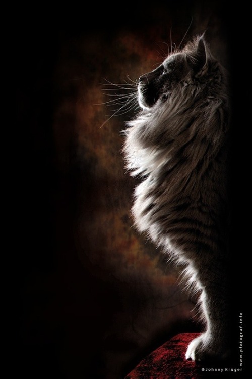 drdandy:  damilyn:  eustaciavye77:   NORWEGIAN FOREST CATS  MAJESTY INCARNATE IN CAT FORM  is this warrior cats   The fluffiest 