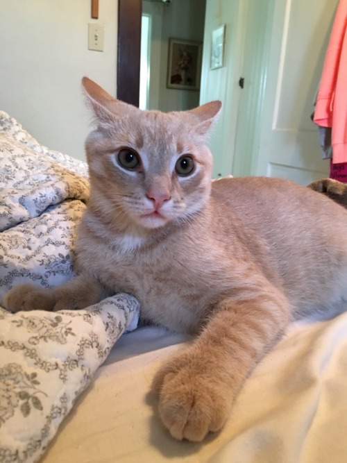 unflatteringcatselfies:  this is Mac, he’s adult photos