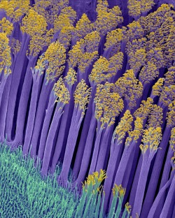 biocanvas:  Gecko feet Geckos are notorious for their seemingly anti-gravity climbing abilities by using their special feet, which are lined with microscopic hairs called setae (purple stalks in this image). Each foot contains over 500,000 setae, which