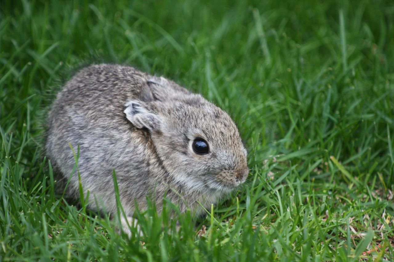 thegreenwolf: cannedchampagne:  thegreenwolf:  Our Deadly Lack of Nature Literacy