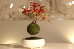 themonsterblogofmonsters:  Bonsai Anti-Gravity