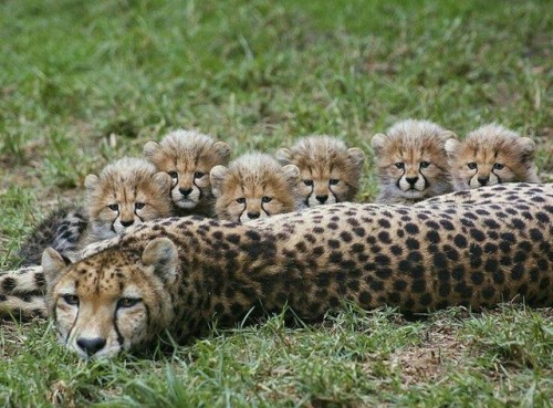 eu-sou-terra:- O guepardo ou chita é um animal da família dos felídeos.- Tem como habitat a savana, 