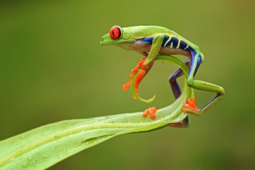 coolthingoftheday:TOP TEN COOLEST FROGS1. Glass frog2. Camouflaged toads3. Waxy monkey tree frog4. V