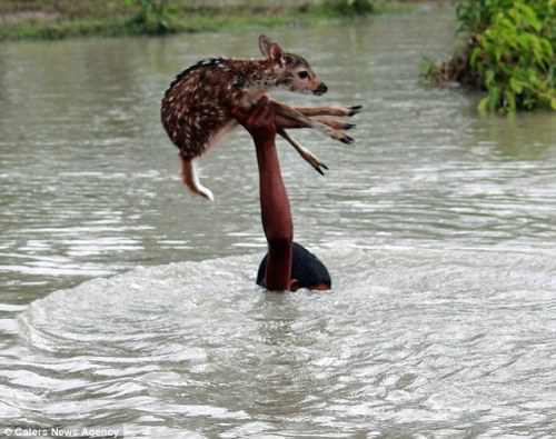 adoptpets:Astonishing bravery of boy who risked his life to save baby deer in Bangladesh river by ho