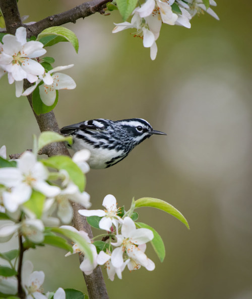 thehotgirlproject: birds-and-flowers: Black-and-white Warbler (Mniotilta varia) © Jesse Gordon @tuxe