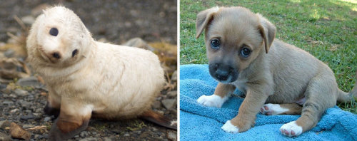 awesome-picz:Seals Are Actually Ocean Puppies.*pinnipeds.  First and last examples are SEA LIONS, I 